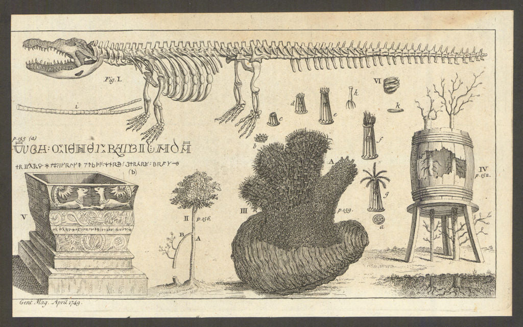 Crocodile Skeleton. Inverted Tree. Sea-hand. Duhamel Tree Experiment 1749